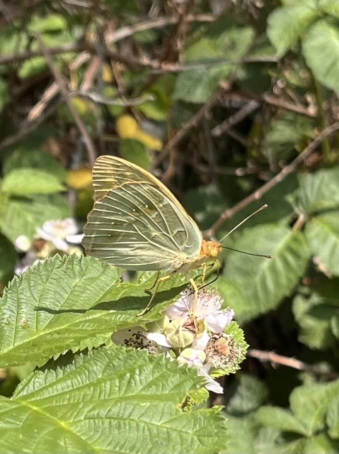 Argynnis pandora - zöldes gyöngyházlepke