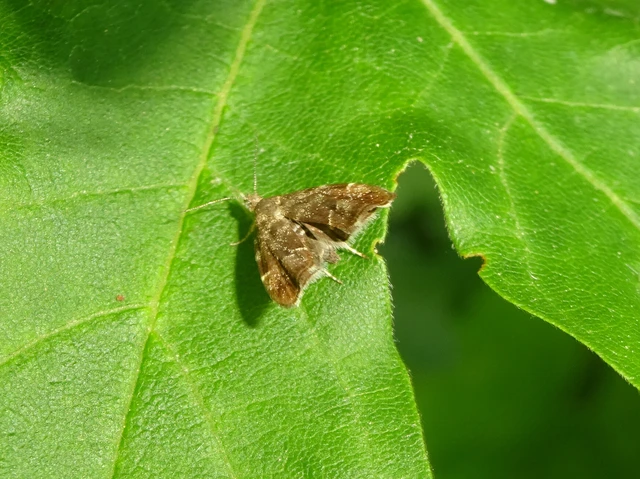 Anthophila fabriciana - lápréti levélmoly