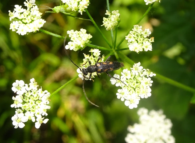 Anoplodera sexguttata - foltos virágcincér