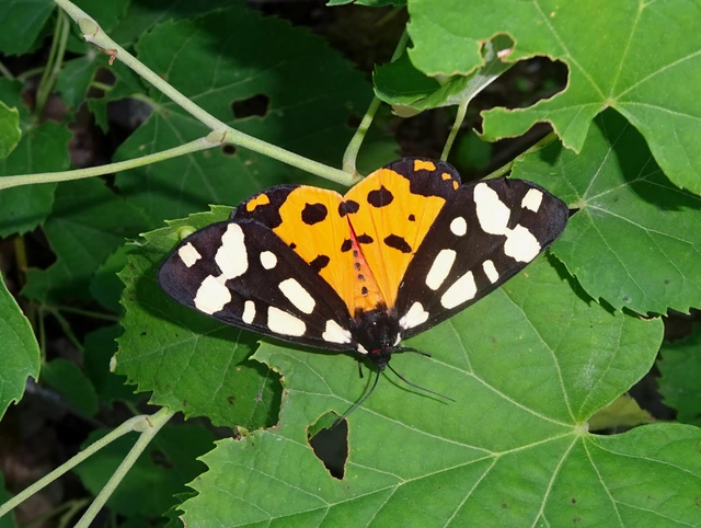 Arctia villica - fekete medvelepke