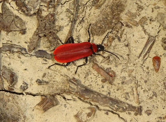 Pyrochroa coccinea - nagy bíborbogár