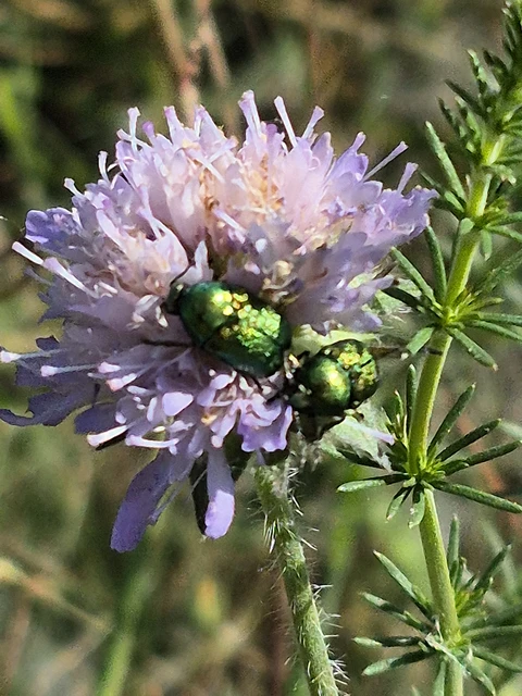 Cryptocephalus