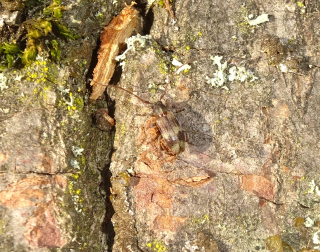 Exocentrus lusitanus - hársfa-rőzsecincér