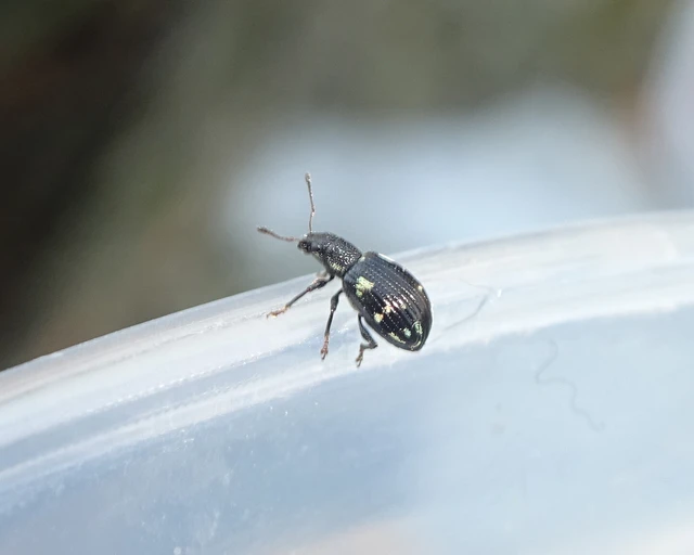 Polydrusus picus - pikkelyfoltos lombormányos