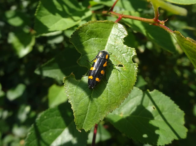 Ptosima undecimmaculata - sárgafoltos díszbogár