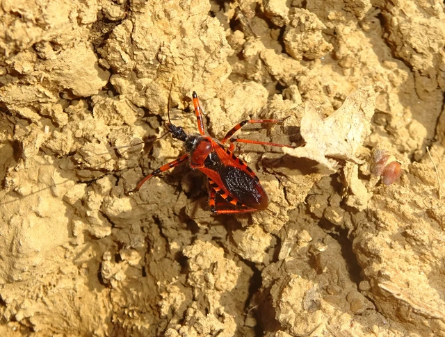 Rhynocoris iracundus - közönséges gyilkospoloska
