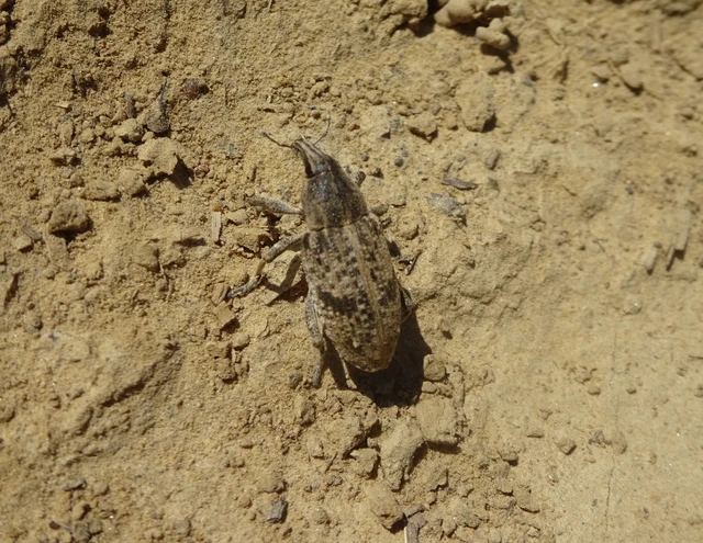 Asproparthenis punctiventris - lisztes répabarkó
