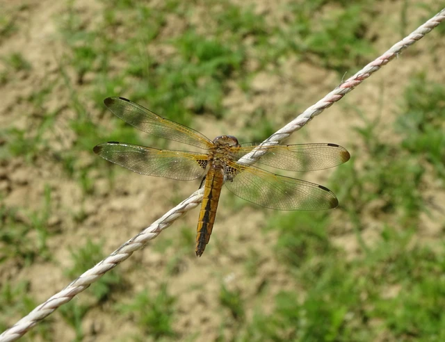 Libellula fulva - kisfoltos laposacsa