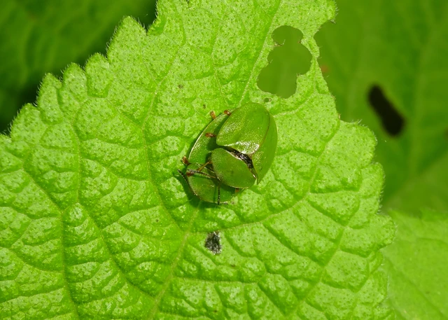 Cassida viridis - zöld pajzsbogár
