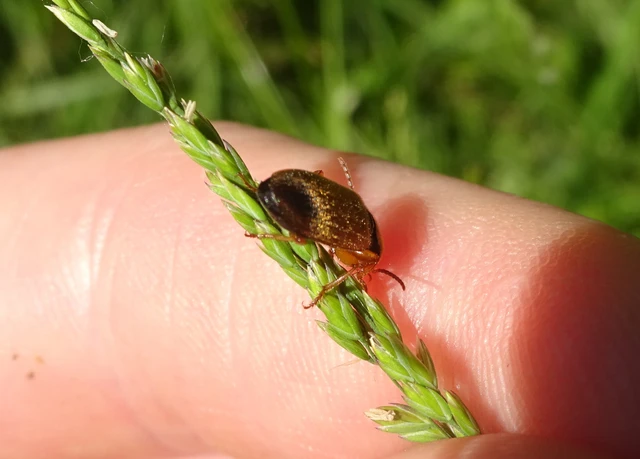 Diachromus germanus - német tarkafutó