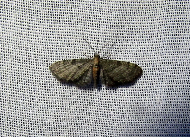 Eupithecia haworthiata - rozsdástestű törpearaszoló
