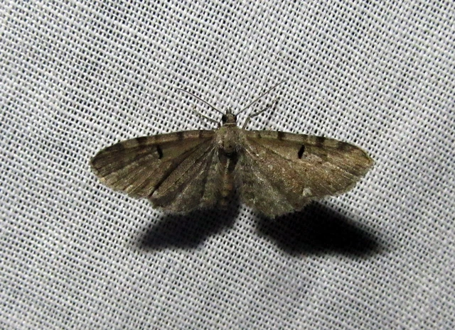 Eupithecia assimilata - komló-törpearaszoló