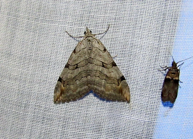 Aplocera efformata/plagiata