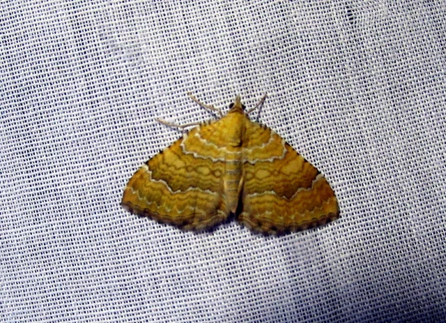 Camptogramma bilineata - kétvonalas sávosaraszoló