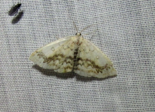 Cyclophora annularia - gyűrűs pettyesaraszoló