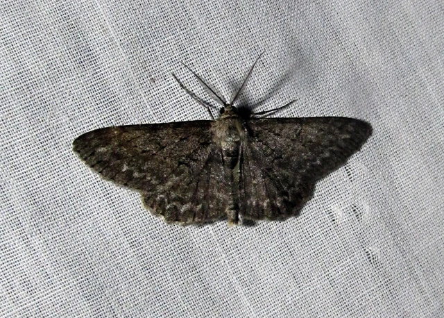 Hypomecis punctinalis - pettyes faaraszoló