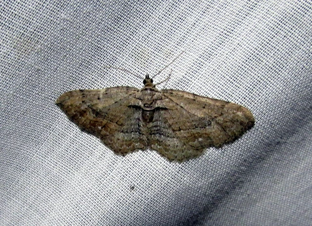 Horisme tersata - fakó iszalagaraszoló