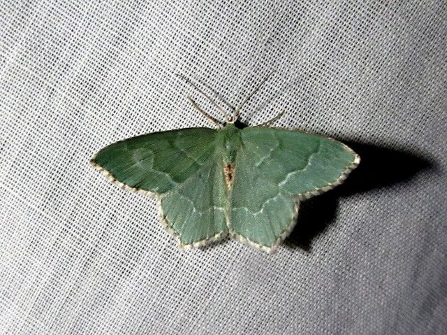 Hemithea aestivaria - nyír-zöldaraszoló