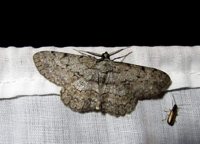 Hypomecis punctinalis - pettyes faaraszoló