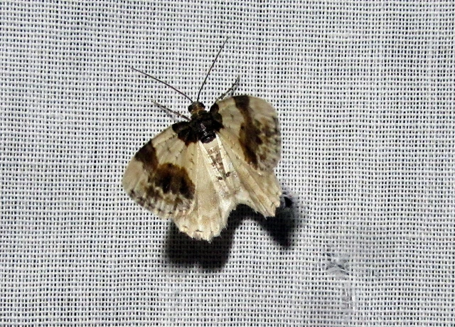 Ligdia adustata - barna levélaraszoló
