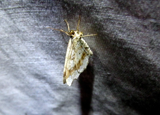 Macaria alternata - közönséges szürkearaszoló