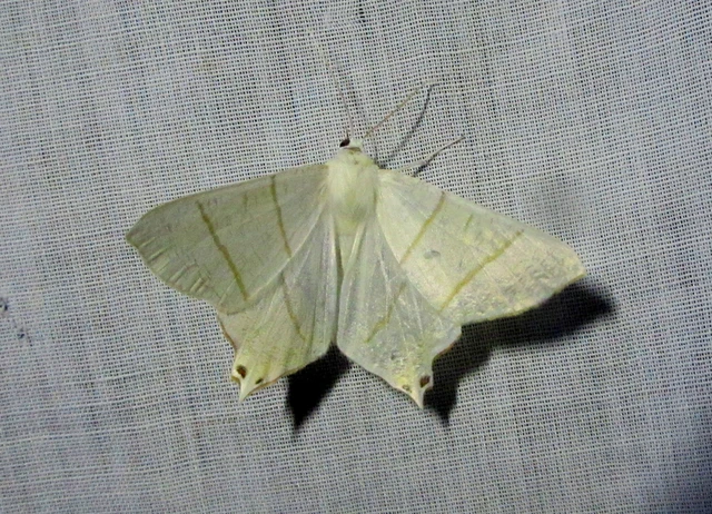 Ourapteryx sambucaria - fecskefarkú araszoló