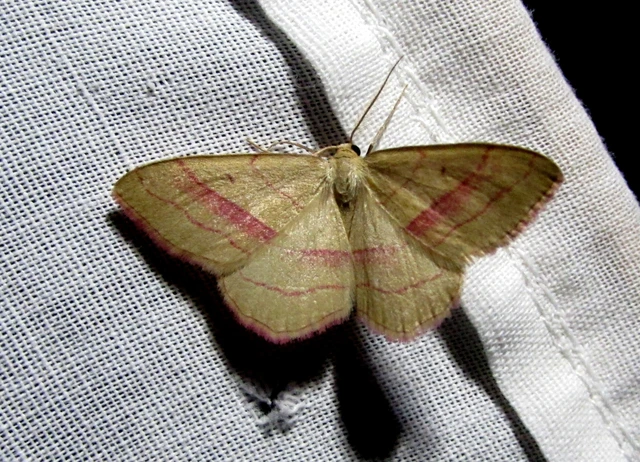 Rhodostrophia vibicaria - pirosszélű araszoló
