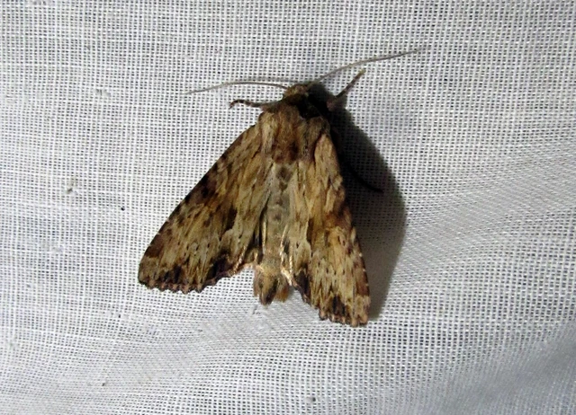 Apamea sublustris - sárgás dudvabagoly