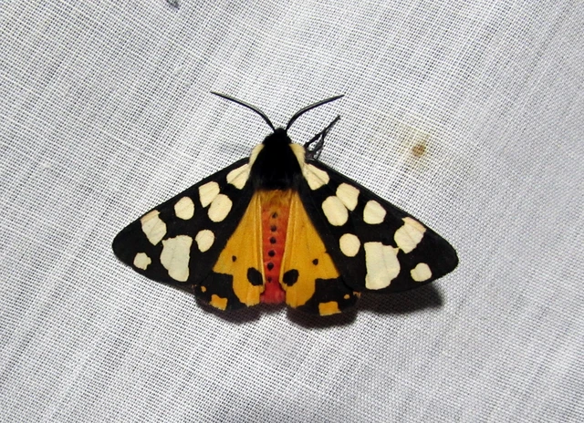 Arctia villica - fekete medvelepke