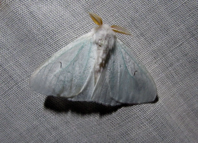 Arctornis l-nigrum - L-betűs gyapjaslepke
