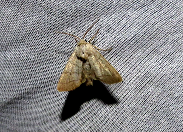 Charanyca trigrammica - háromsávos lombbagoly