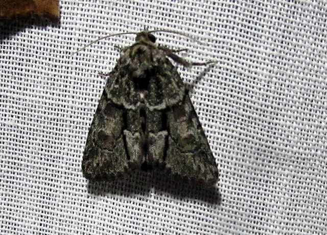 Cryphia fraudatricula - homoki zuzmóbagoly
