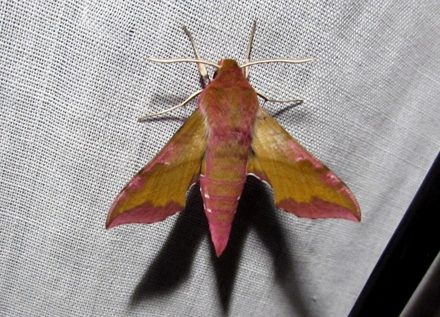 Deilephila porcellus - piros szender