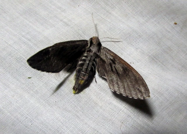 Hyloicus pinastri - fenyőszender