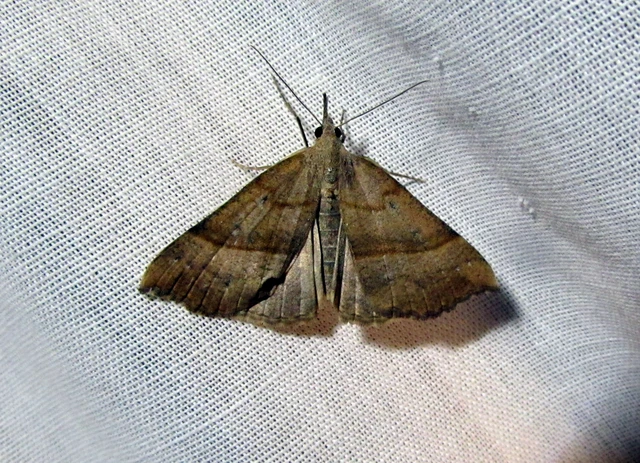 Hypena proboscidalis - ormányos karcsúbagoly