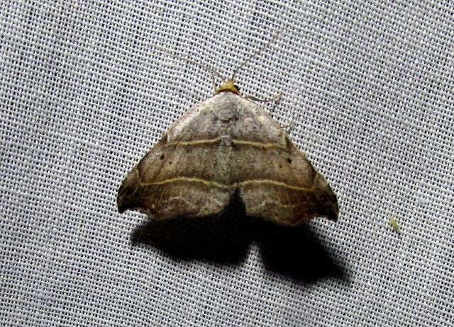 Laspeyria flexula - zuzmóbagoly