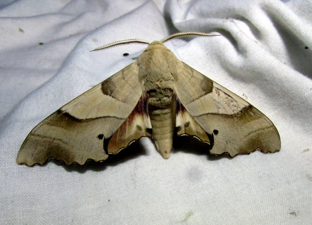 Marumba quercus - tölgyfaszender