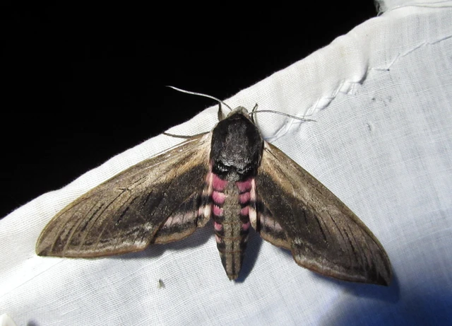 Sphinx ligustri - fagyalszender