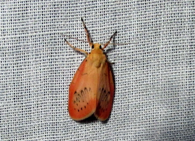 Miltochrista miniata - piros medvelepke
