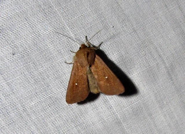 Mythimna albipuncta - fehérpettyes rétibagoly