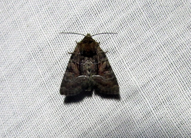 Oligia strigilis/latruncula/versicolor