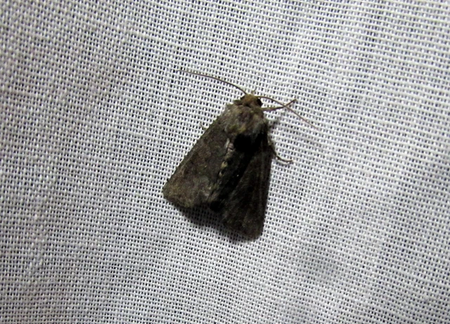 Oligia strigilis - kormos dudvabagoly