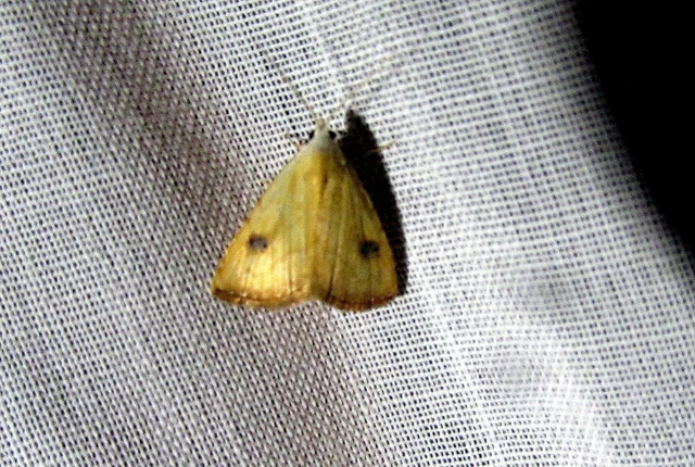 Rivula sericealis - selymes lórombagoly