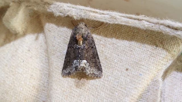 Oligia strigilis - kormos dudvabagoly