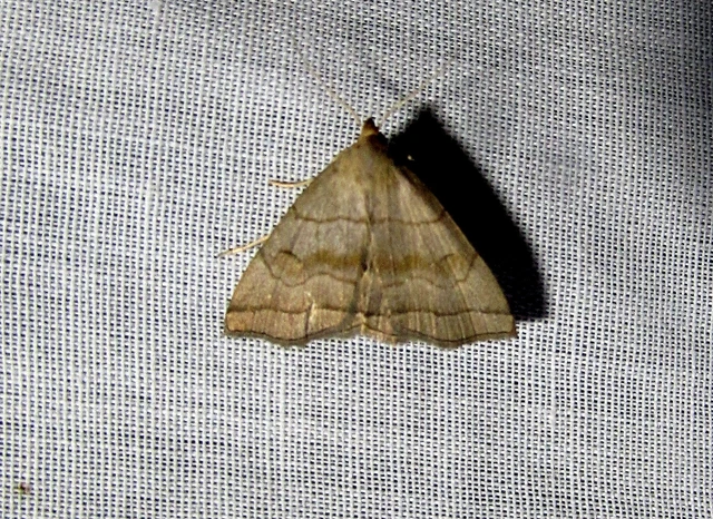 Herminia tarsicrinalis - szőröslábú karcsúbagoly
