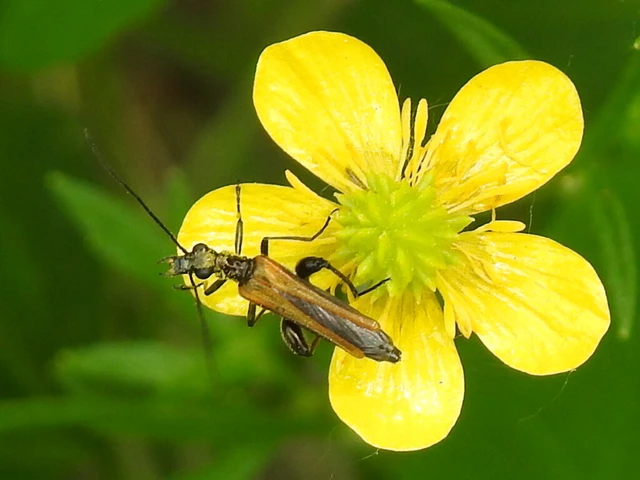 Oedemera femorata - sárgahátú álcincér