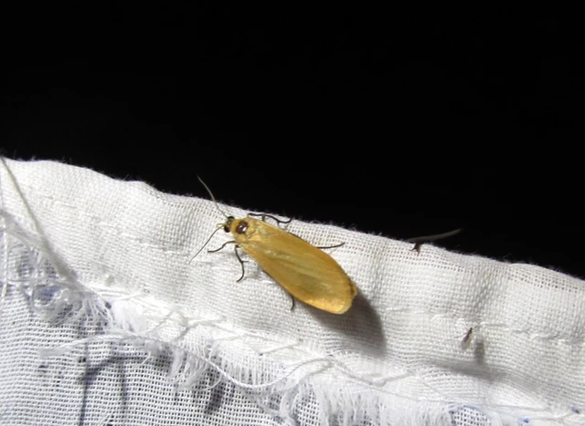 Eilema sororcula - sárga zuzmószövő