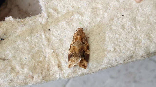 Archips xylosteana - kökényszövő sodrómoly