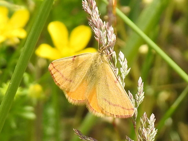 Lythria purpuraria - bíborsávos araszoló