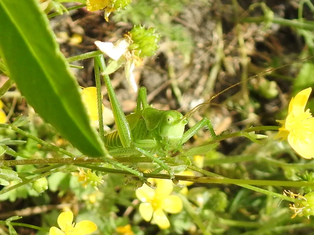 Tettigonia viridissima - zöld lombszöcske